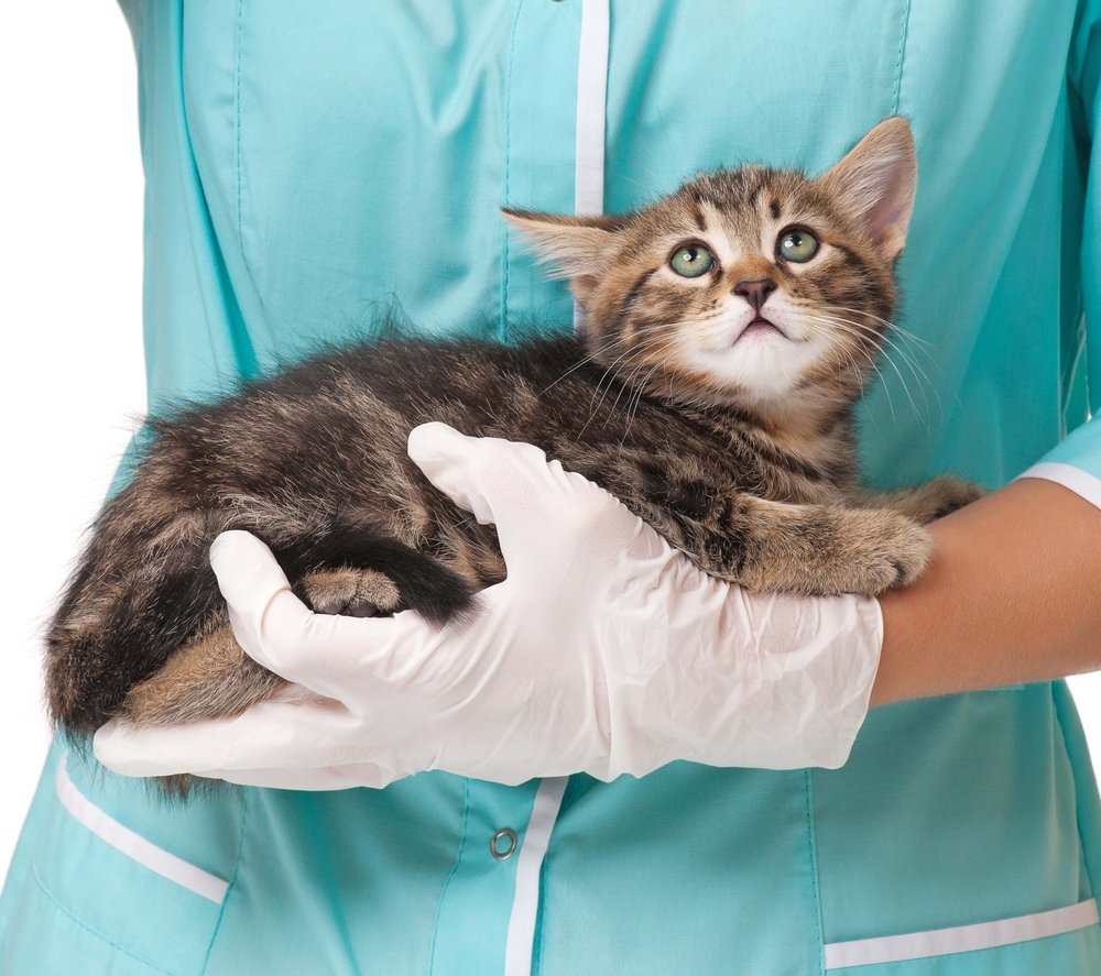 Вакцинация для кошек